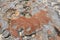 Close up Hamelin Pool Stromatolites