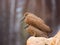 Close up on Hamerkop Scopus umbertta on the rock