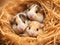 close up hamster in a nest, Ai Generated