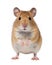 close-up of a hamster on white background