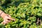 Close up hand of asian women picked organic green tea leave at green tea plantation, copy space