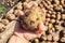 Close-up. Hand on the background of the harvest of potatoes