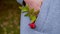 close-up of a hand with a branch of rowan in the pocket of a warm autumn coat.