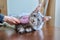 Close-up of hand with brush combing out fluffy pet cat