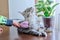 Close-up of hand with brush combing out fluffy pet cat