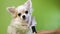 Close up of a hand brushing white fluffy cute dog Chihuahua on a green background
