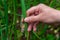 Close-up of a hand collecting green onion