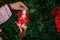 Close Up of a Hand Dressing The Christmas Tree With Homemade Dec