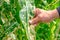 Close up hand of farmer touching wilting corn leaves after applying herbicide