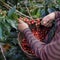 Close Up hand of farmers picking branch of arabica