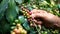 Close up hand of farmers picking ripe arabica coffee berries in coffee farm at Khun-wang village in Thailand.