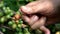 Close up hand of farmers picking ripe arabica coffee berries in coffee farm at Khun-wang village in Thailand.