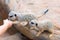 Close-up of hand feeding clan of Meerkats Suricata suricatta, African native animals, small carnivore belonging to the mongoose fa