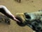 Close up of hand feeding giraffe mouth