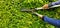 Close up hand of gardener or worker in blue long sleeve shirt uniform cutting and decorating branch of tree by scissors tool