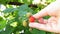 Close up of hand gathering raspberries on a bush. Raspberry harvest.