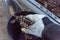 Close-up hand with gloves drop dried leaves and dirt into bucket from gutter cleaning