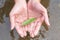 Close up hand hold green Leaves floating on the surface water on river