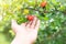 Close up hand holding acerola cherry thai