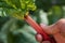 Close up of a hand holding fresh ripe rhubarb