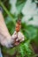 Close-up of a hand holding a harvested carrot