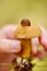 close up of hand holding mushroom with slug