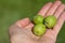 Close-up of a hand holding and offering three green, fresh and unripe olives. The hand is outstretched. The olives are picked from