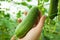 Close-up of hand holding ready to pick up cucumber