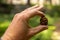 Close Up of Hand Holding Sequoia Pine Cone