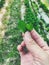 Close up hand holding stevia leaves with blurred organic farm background in vintage tone. Harvest of agriculture and Healthy food