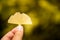 Close up hand holding yellow ginkgo leave on bokeh Autumn background