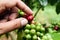 Close up hand keep coffee beans