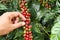 Close up hand keep coffee beans