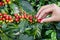 Close up hand keep coffee beans