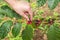 Close up hand keep coffee beans for harvesting