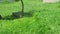 Close-up hand lawn mower mows bright fresh green grass.