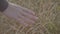 Close up hand of male farmer running through golden wheat field slow motion