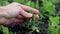 Close up hand of man agronomist touches young peas in field on farm. Agro Industry and agriculture