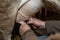 Close-up of hand milking milk in small brazilian rural farm