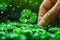 Close up of Hand Nurturing Young Plant in Fertile Soil with Green Bokeh Background, Concept of Growth, Care, Sustainability, and