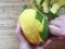 Close-up of hand peeling a mango fruit