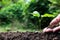 Close up hand of person holding abundance soil to young plant for agriculture or planting peach.