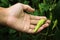 Close up of hand picking chili from the garden