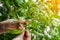 Close up of hand picking chili from the garden., farmer`s hand k