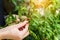 Close up of hand picking chili from the garden., farmer`s hand k