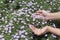 Close up of a hand picking purple flowers in full bloom