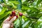 Close up of hand picking ripe red organic cherries of a tree branch during summer harvest; California