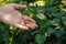 Close up of hand picking strawberry in the garden. Close-up of cropped hand holding strawberry at yard