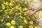 Close up of a hand picking yellow flowers in full bloom