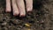 close up of hand planting corn seed into the ground